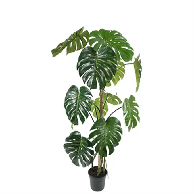 Monstera