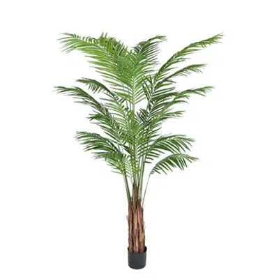 billede til Areca Palm