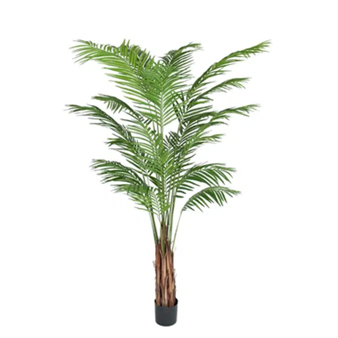 Areca Palm