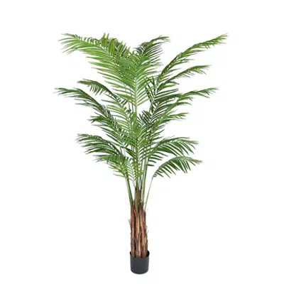 Areca Palm图像