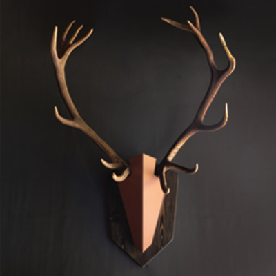 kuva kohteelle Ngern-Ma Wall Decorate Naturally Shed Deer Antler Quest