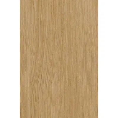Image for Oak tree coris 05