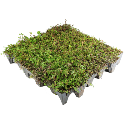 Image for ANS GrufeKit Green Roof System – Sedum