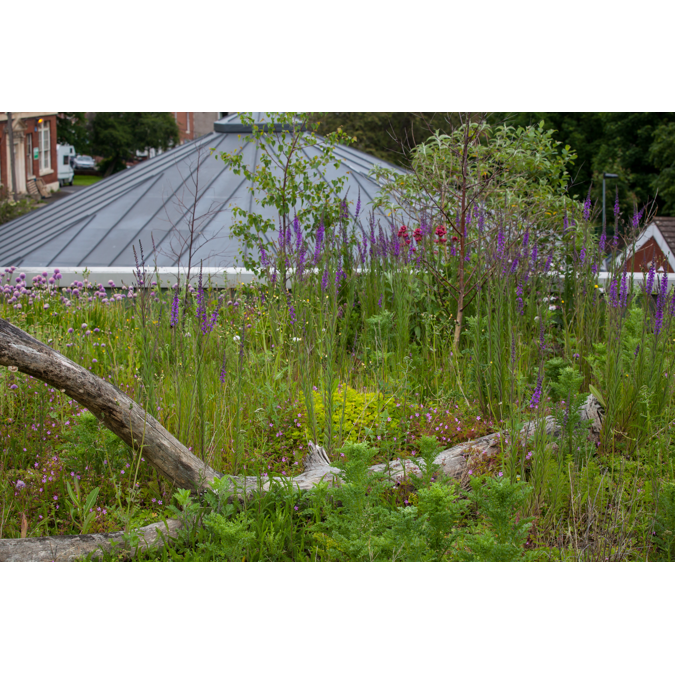 ANS GrufeKit Green Roof System – Brown Wildflower