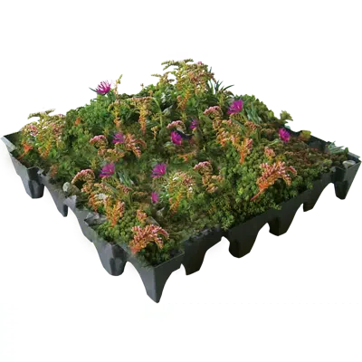 Immagine per ANS GrufeKit Green Roof System – Sedum and Wildflower