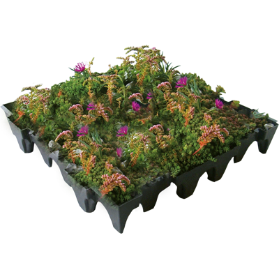 Image for ANS GrufeKit Green Roof System – Sedum and Wildflower