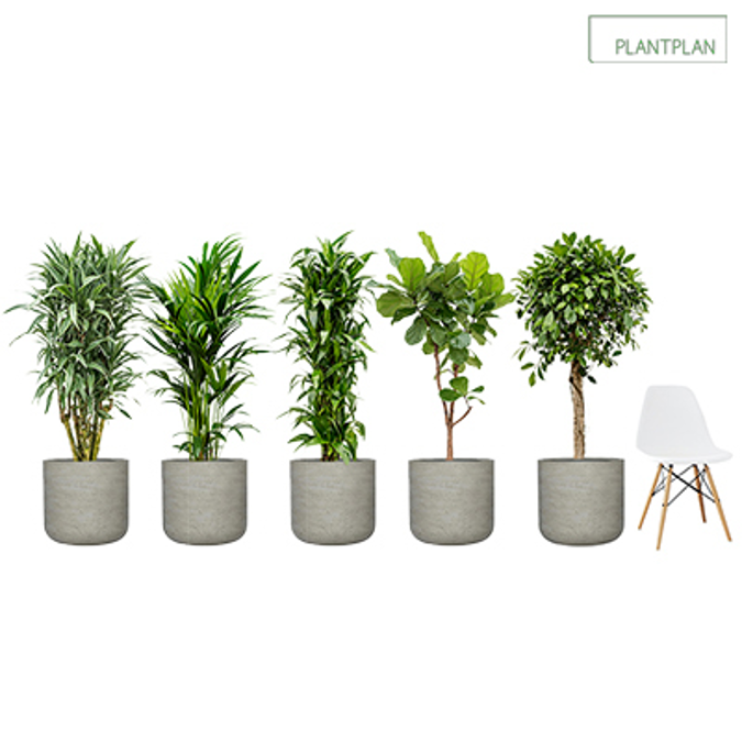 Set of 5 Grey, Concrete Effect Planters with Mixed Live Tropical Planting - 1700mm