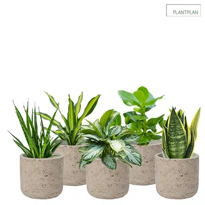 รูปภาพสำหรับ Set of 5 x Grey, Concrete Effect Pots - Live Tropical Planting - 300mm