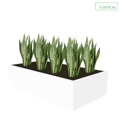 Image for Cabinet Top Trough - Sansevieria Planting - 1000mm x 500mm x 200mm