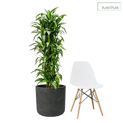 afbeelding voor 1 x Black, Concrete Effect Planter - Live Dracaena Janet Craig- 1700mm