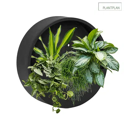 Image for Black Wall Mounted Planter - 500mm - Live Planting