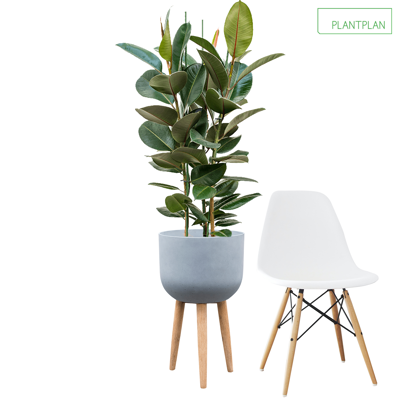 Image for Ficus Elastica (Rubber Plant) in Grey Planter - O/H 1600mm