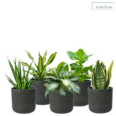 Image for Set of 5 x Black, Concrete Effect Pots - Live Tropical Planting - 300mm