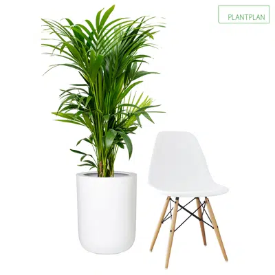 รูปภาพสำหรับ 1 x White Gloss Planter - Live Kentia Palm - 1750mm