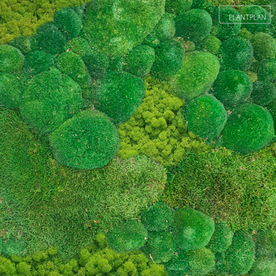 Image for Forest, Bun, and Reindeer Moss Wall Panel - 1m2