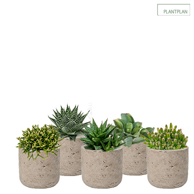 Image for Set of 5 x Grey, Concrete Effect Pots - Live Succulent Planting - 300mm