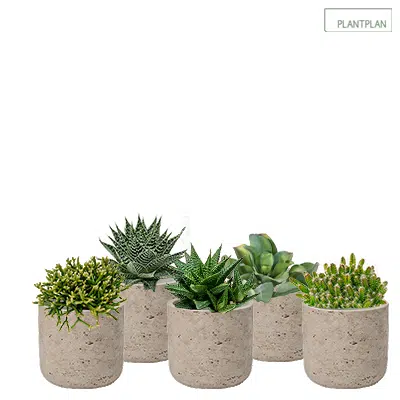 รูปภาพสำหรับ Set of 5 x Grey, Concrete Effect Pots - Live Succulent Planting - 300mm