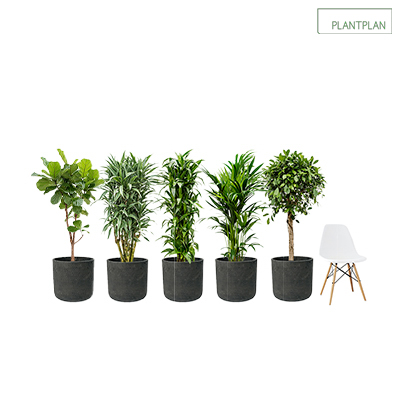 Image for Set of 5 Black, Concrete Effect Planters with Mixed Live Tropical Planting - 1700mm