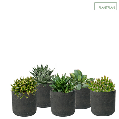 Image for Set of 5 x Black, Concrete Effect Pots - Live Succulent Planting - 300mm