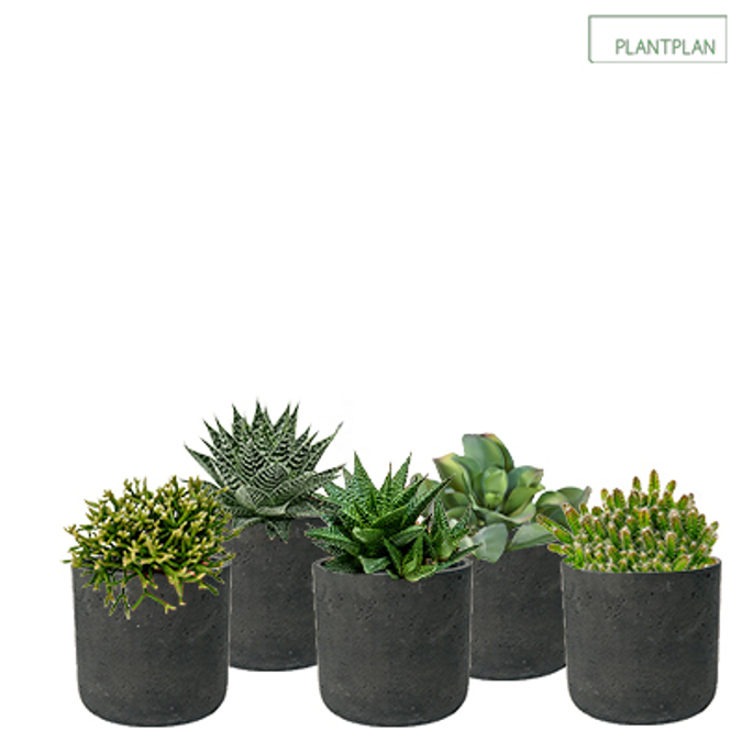 Set of 5 x Black, Concrete Effect Pots - Live Succulent Planting - 300mm