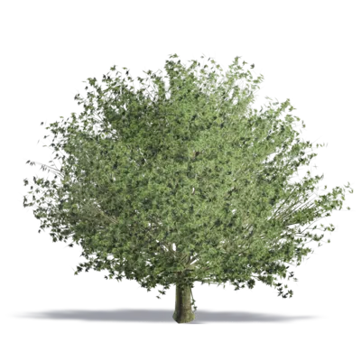 Image for Chestnut-leaved Oak