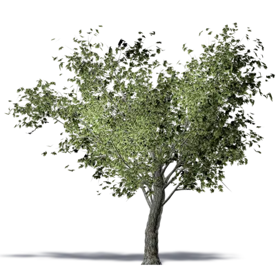 imazhi i Olive tree