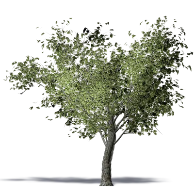 Image for Olive tree