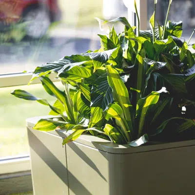 Image for Eulo Planters