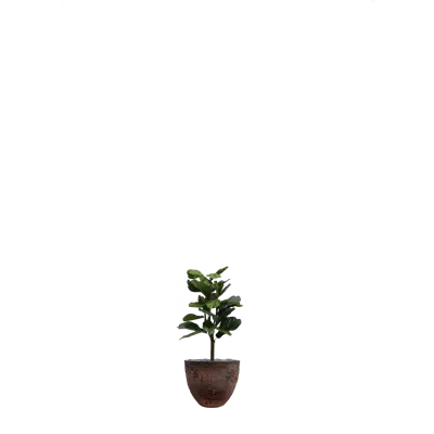 Image for The Lyrata in a brown oyster pot. Artificial plant