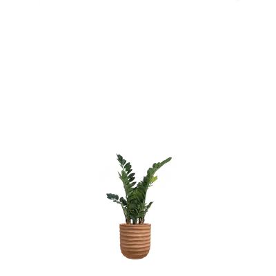 Image for The Zamia in a terracotta pot. Artificial plant