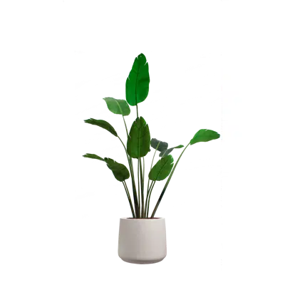 Image for The Banana tree in a grey mineral pot. Artificial plant