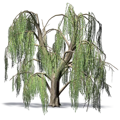 Weeping Willow için görüntü