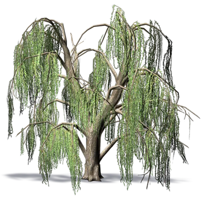 Weeping Willow