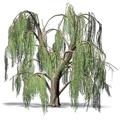 Image for Weeping Willow