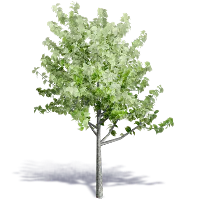 afbeelding voor Generic Summer Tree 5