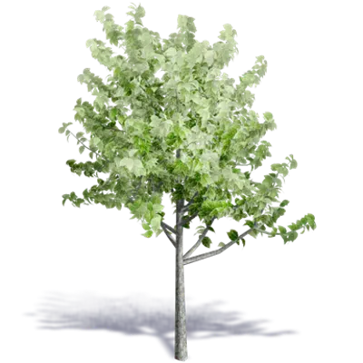 Image for Generic Summer Tree 5