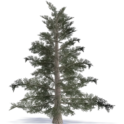 Image for Grand Fir Great Fir