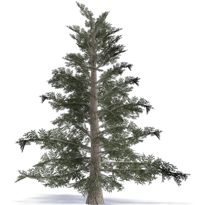 Grand Fir Great Fir