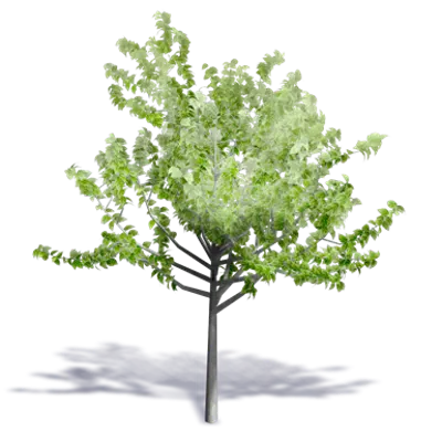 imazhi i Generic Summer Tree 12