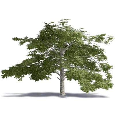 imazhi i Cedar of Lebanon