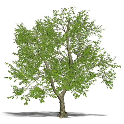 imazhi i Green Ash