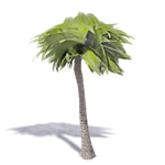 palmier 3