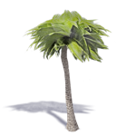 palmier 3