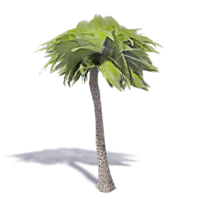 Image for Palm Tree 3