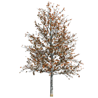 изображение для Shingle Oak Laurel Oak