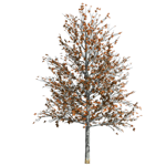 laurel oak