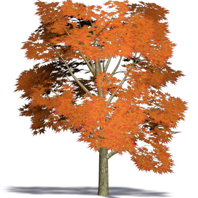 Maple pycnanthum