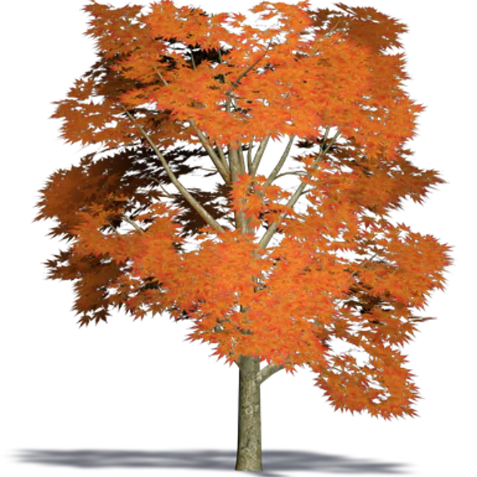 Acer pycnanthum