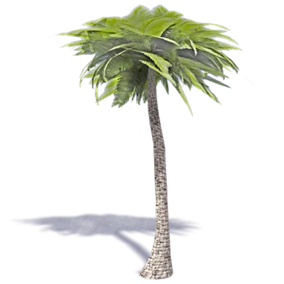 imagem para Palm Tree 2