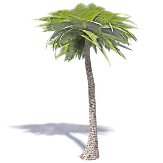 palm tree 2